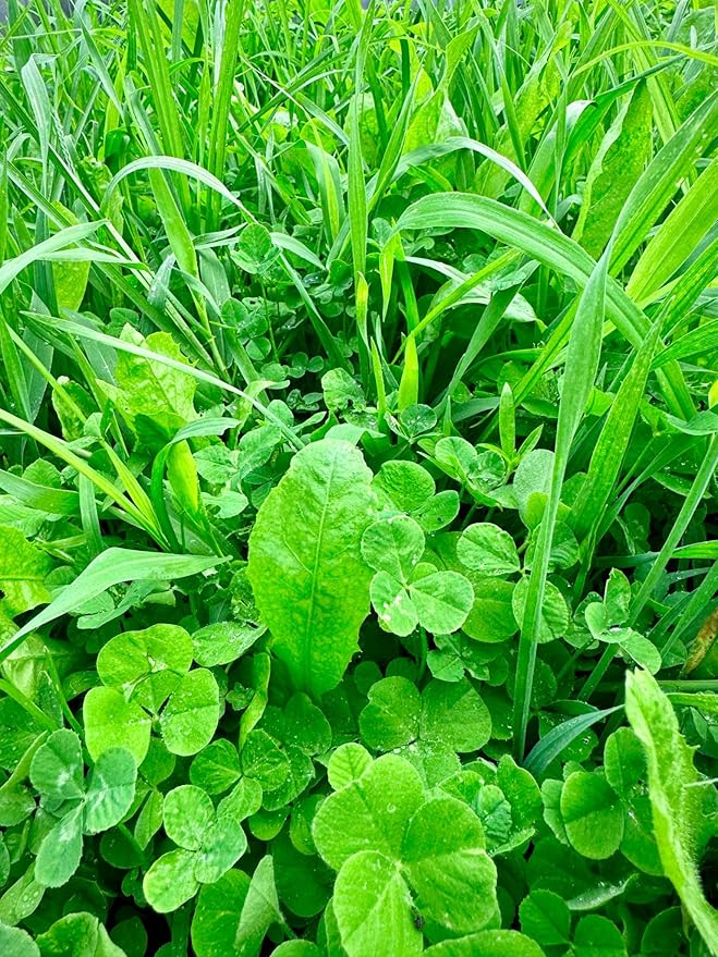 Bucks and Beards Food Plot Seed Mix for Deer and Turkeys, 1/4 Acre or 2 Acres, Two Species One Plot, Mix of Clovers, Chicory, and Cereal Grains, Maximum Attraction
