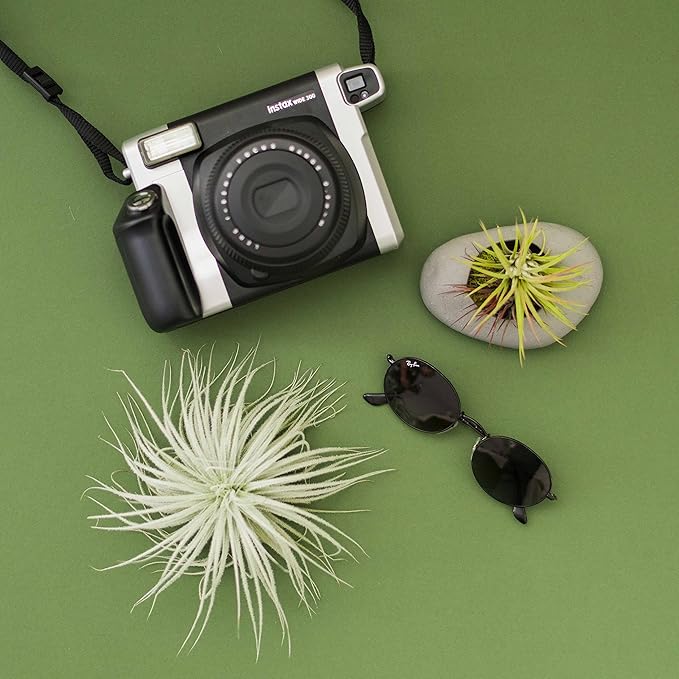 3 PCs Large Tectorum Ecuador Air Plant - Live Tillandsia Succulent House Plants - Available in Wholesale and Bulk - Home and Garden Decor - Easy Care Indoor and Outdoor Plants