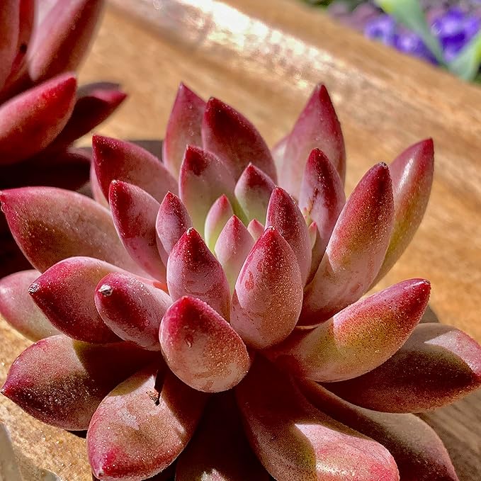 Live Echeveria ‘Cherry’ Succulent – Rare Bare Root Succulent Plant, Easy to Grow Indoor Houseplant, Home Décor & Gift Idea