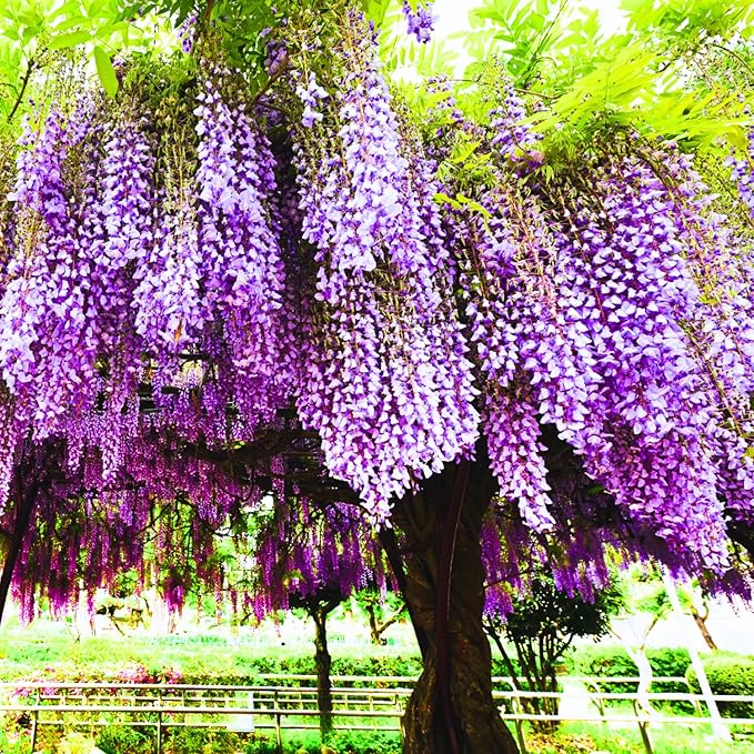 Pack 2 Purple Wisteria Live Plants for Planting, Wisteria Trees Live Plants 6 to 12 Inches Tall, in Pots, Wisteria Vine Flowers