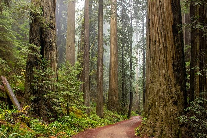 5 Coast Redwood Tree Seedlings- Native, Fast Growing, Animal Habitat (5 Conifer Trees Approx. 1.5 feet in Height)