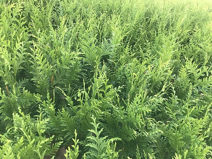 10 Arborvitae Green Giant Thuja Plicata 2.5 inch Pot 6-12" Tall