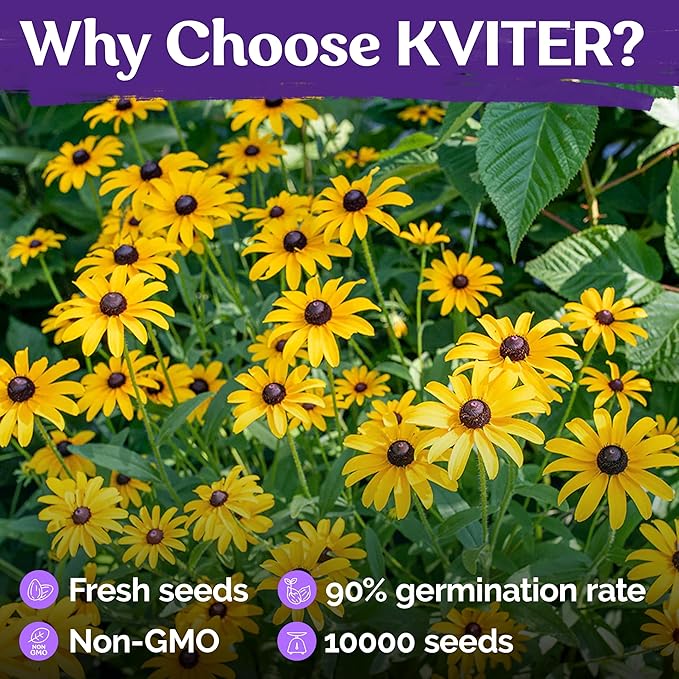 KVITER 10,000 Black Eyed Susan Seeds for Planting (Rudbeckia hirta) – Gloriosa Daisy Wildflower Seed, Heirloom, Non-GMO & Organic – Flower Seeds to Plant Outside & Inside, Borders, Containers