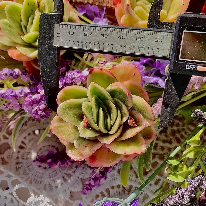 Echeveria Ice Rose Variegated Succulent Plants Live – Rare Colorful Succulent, Easy Care Bare Root Plant for Indoor Outdoor Planters
