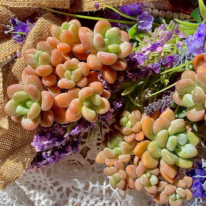 Graptosedum Miul Succulent Plants Live – Rare Hybrid Succulent, Easy Care Indoor Outdoor Plant for Home, Garden, Terrarium & Gift