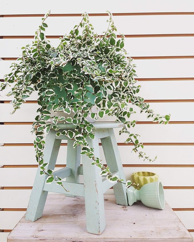 Variegated Creeping Fig Vine - Ficus Pumila Variegata - 3 Live Fully Rooted 2 Inch Plants - Climbing Ivy
