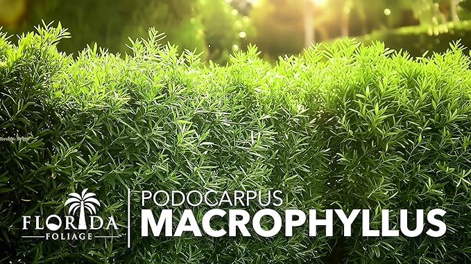 Podocarpus Macrophyllus Japanese Yew | 40 Live Plants | Podocarpus macrophyllus | Privacy Hedge Shrub | Evergreen Landscaping Plants for Gardens & Borders