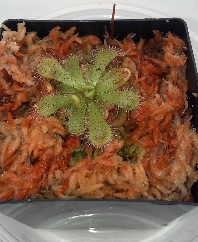 Floating Sundew Plant - Drosera admirabilis - Carnivorous Plant 3" Pot
