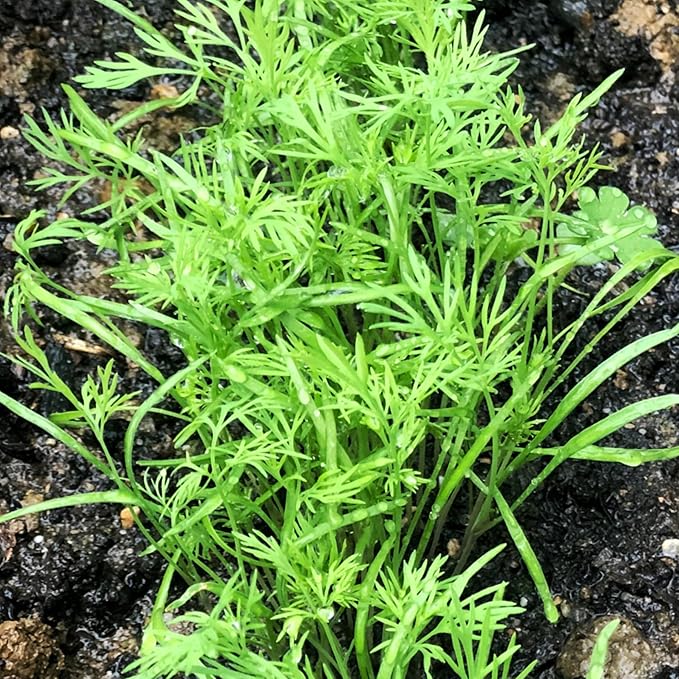 Seed Needs Dill Seeds for Planting Bouquet Herbs - Non-GMO Heirloom & Untreated Herb Seed to Plant a Home Grown Indoor / Outdoor Garden (1 Pack)