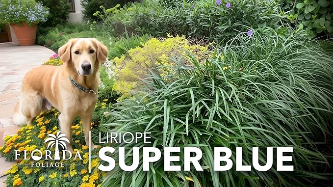 Super Blue Liriope Muscari - 40 Live Plants - Evergreen Ground Cover Grass