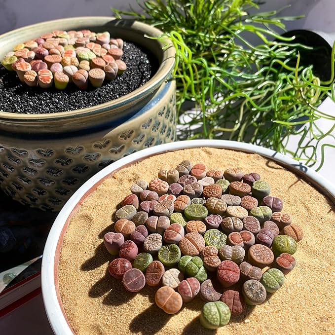 Lithops Random Mix Rare Live Succulent Plants, 30/50/100 Pcs Succulent Live Plant, Bare Root Without Pot Soil, Garden Indoor Office, Friend Plant Lovers Gifts (Normal 50pcs)