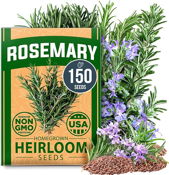 HOME GROWN Rosemary Seeds Pack - 150 High Germinating Non GMO Heirloom Herb Seeds for Planting in Indoor or Outdoor Herb Gardens (Salvia rosmarinus)