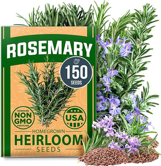 HOME GROWN Rosemary Seeds Pack - 150 High Germinating Non GMO Heirloom Herb Seeds for Planting in Indoor or Outdoor Herb Gardens (Salvia rosmarinus)
