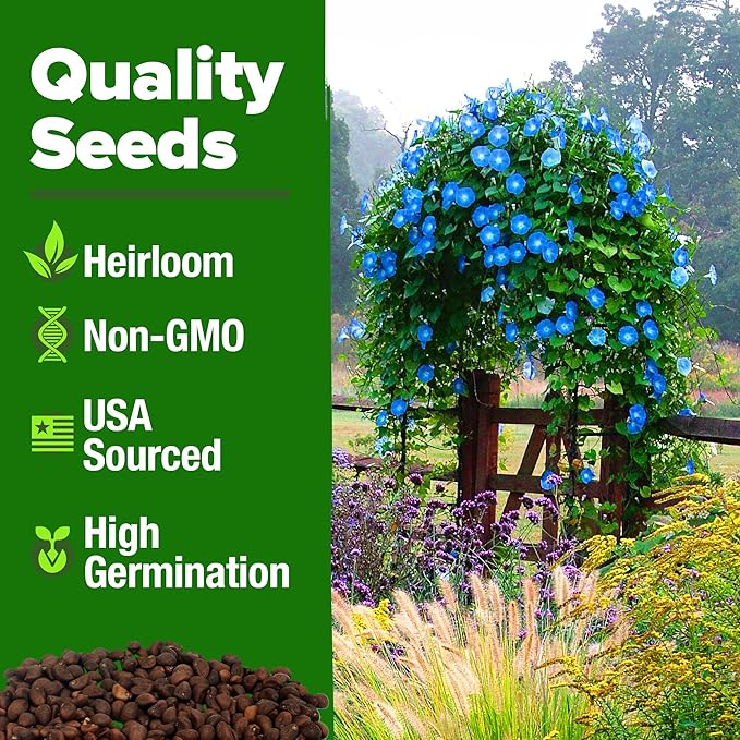 HOME GROWN 𝗨?𝗔 𝗣𝗥𝗘𝗠𝗜𝗨𝗠 Heavenly Blue Morning Glory - 150 Heirloom Seeds for Planting, 𝗡𝗢𝗡-𝗚𝗠𝗢 Ideal for a Flower Garden That Attracts Pollinators and Birds (Ipomoea Tricolor)