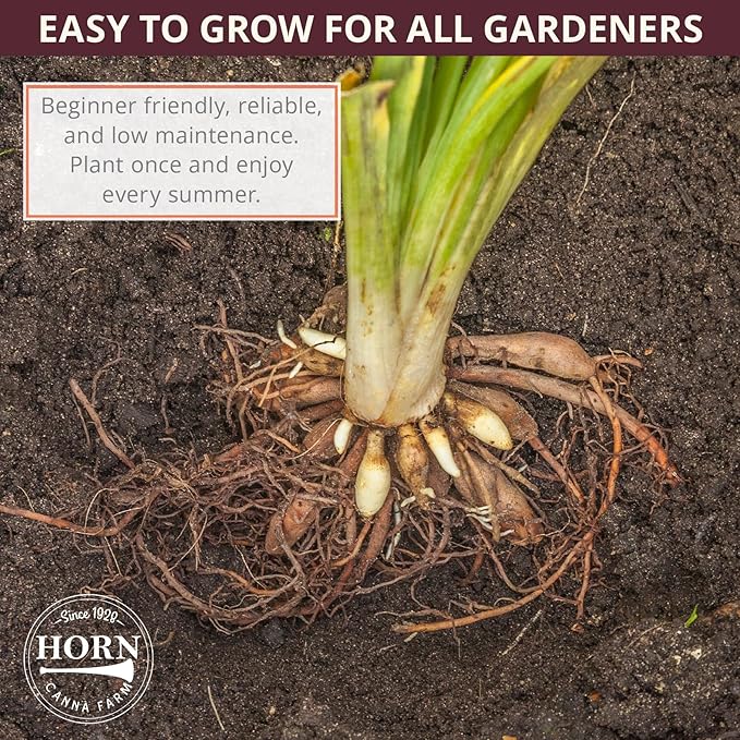 Grape Magic Daylily Flower Bulbs – Purple-Pink Reblooming Variety – Hardy, Pollinator-Friendly Perennial for Full Sun Landscapes (Zones 3–9) Fall Planting Spring Blooming