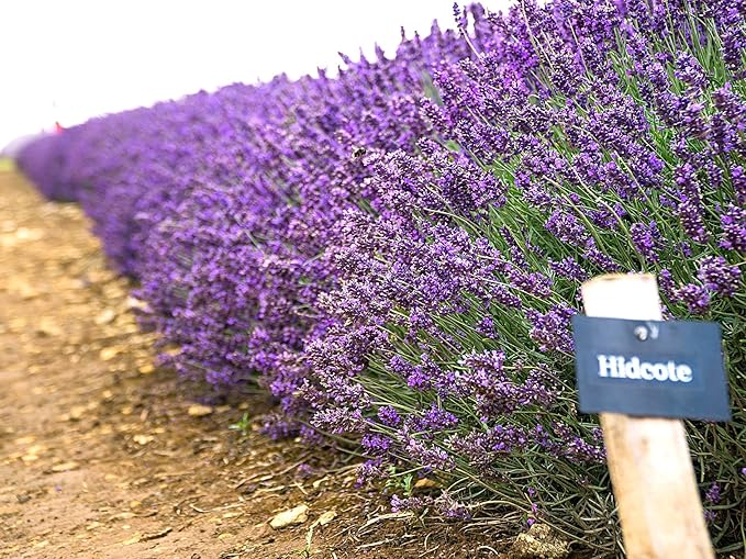 Greenwood Nursery: Live Perennial Plants - Hidcote Blue Lavender + Lavandula Angustifolia - [Qty: 1x Pint Pot] - (Click for Other Available Plants/Quantities)