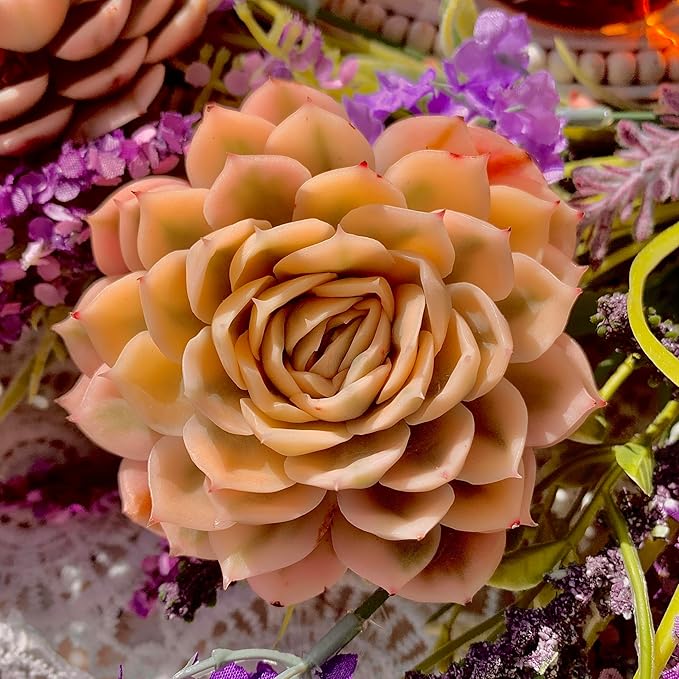 Echeveria Onslow Variegated Succulent Plants Live – Unique Rare Succulent for Indoor Planters, Outdoor Garden, Office Desk & Gifts