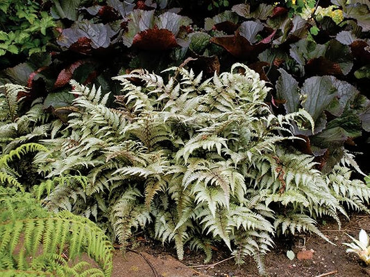 Greenwood Nursery: Live Perennial Plants - Japanese Painted Fern + Athyrium Niponicum - [Qty: 5X Pint Pots] - (Click for Other Available Plants/Quantities)