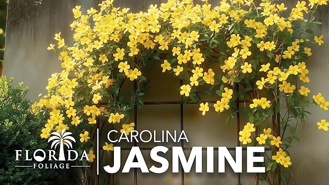 Carolina Jasmine | 2 Large Gallon Size Plants | Gelsemium sempervirens | Evergreen Climbing Vine | Yellow Flowering Landscape Plants