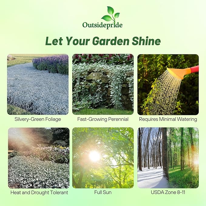 Outsidepride Perennial Dichondra Silver Falls Seed - 15 Pcs Heat & Drought-Tolerant, Low-Maintenance Ground Cover Seeds for Planting, Ideal for Container Plant, Erosion Control, & Silver Foliage