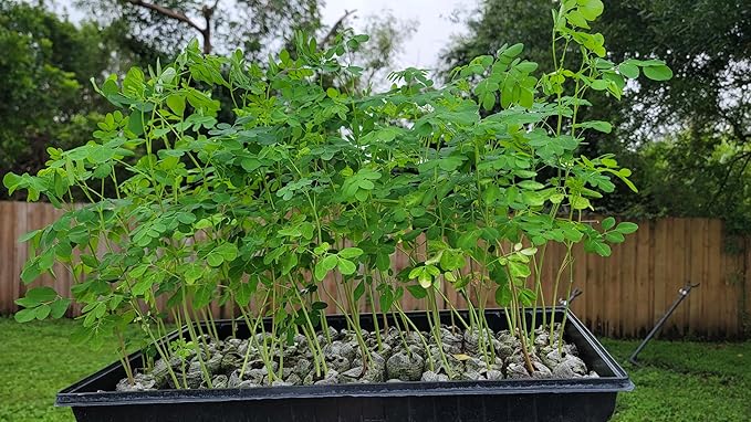 Moringa Plants 2 Live Moringa Tree Seedlings with Moringa Seeds - Sahijan - Malunggay - Drumstick Tree - Moringa Oleifera
