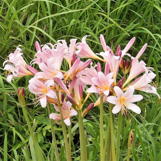 Easy to Grow Lycoris Pink 'Spider Lily' Plant Bulb (1 Pack) - Light Pink Flowering Blooms in Summer to Fall Gardens