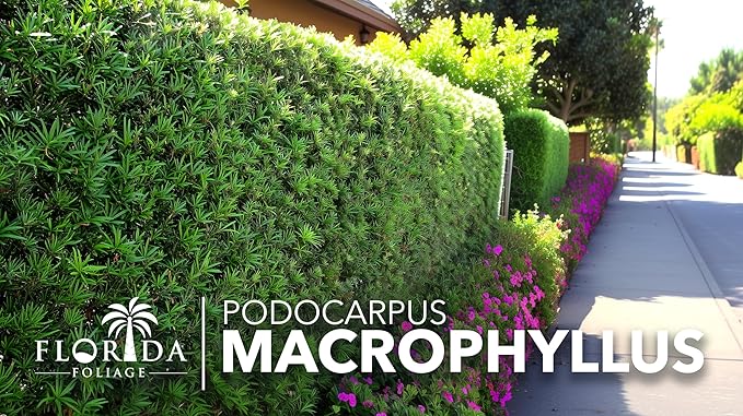 Podocarpus Macrophyllus Japanese Yew | 20 Live Plants | Podocarpus macrophyllus | Privacy Hedge Shrub | Evergreen Landscaping Plants for Gardens & Borders