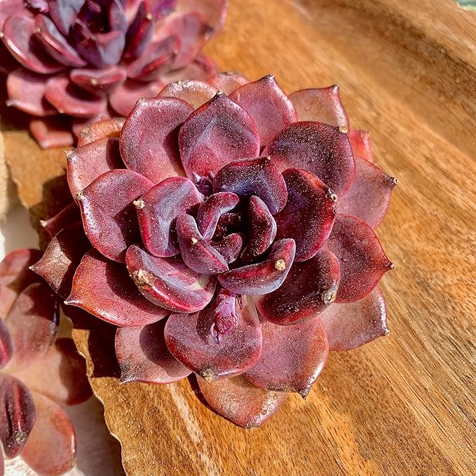 Echeveria Black Mamba Succulent Plants Live – Rare Dark Succulent, Easy Care Indoor Outdoor Plant for Home, Garden & Terrarium Decor
