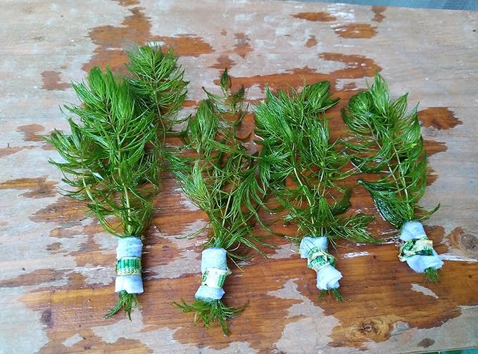 Live Hornwort Aquarium Plants, 4 Bunches with 3 Stems Each, 6-8 Inch Length, Freshwater Submerged Plants for Fish Ponds