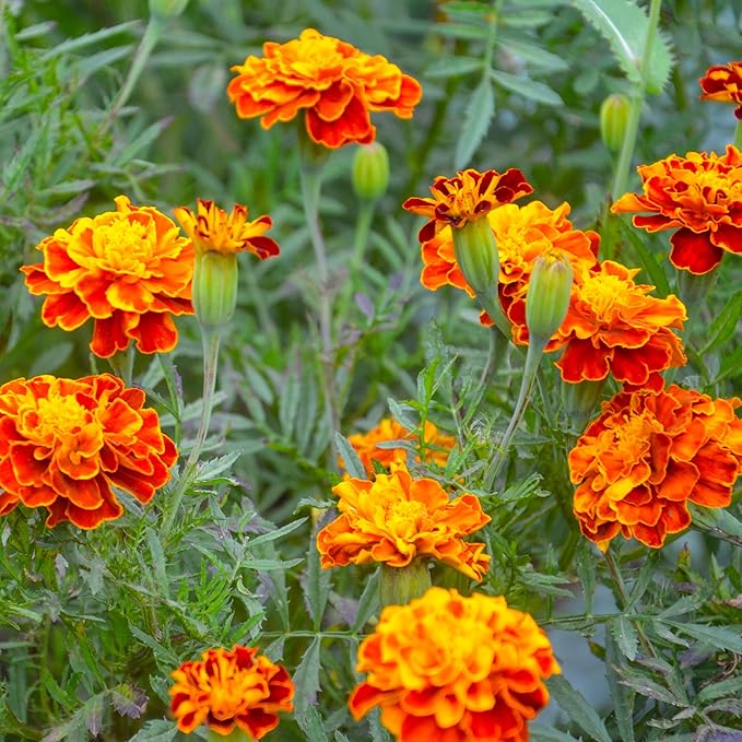 The Old Farmer's Almanac Petite Mixture Marigold Seeds - Premium Non-GMO, Open Pollinated, USA Origin (5 Packets - 5 Grams - Approx 1000 Seeds)