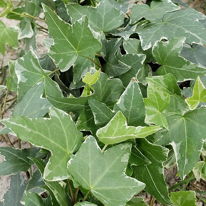 Variegated English Ivy - 3 Live Plants in 4 Inch Pots - Hedera Helix - Beautiful Easy Care Indoor Air Purifying Houseplant Vine