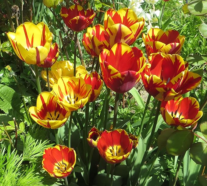 10 Triumph Tulip Bulbs for Fall Planting Mixed Perennial Flower Tulip Bulbs Changing Colors Mixture Size 12+ (Orange)