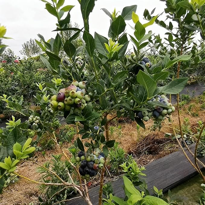 200 Blueberry Seeds for Planting, Non-GMO Blueberry Seed, Fruit Tree Seeds, Heirloom Berry Seed for Gardens and Containers