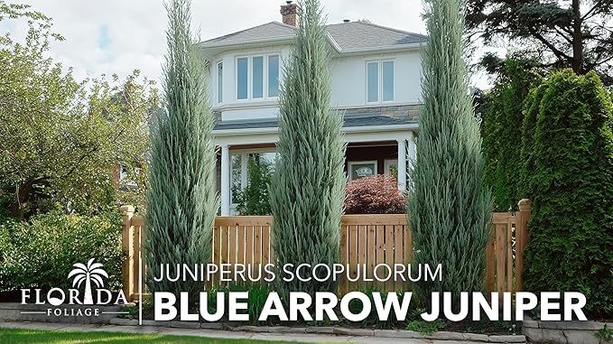 Blue Arrow Juniper | 2 Large Gallon Size Plants | Juniperus Scopulorum | Fast Growing Privacy Screen, Outdoor Evergreen Shrub, Narrow Columnar Shape, Low Maintenance Landscape, Drought Tolerant