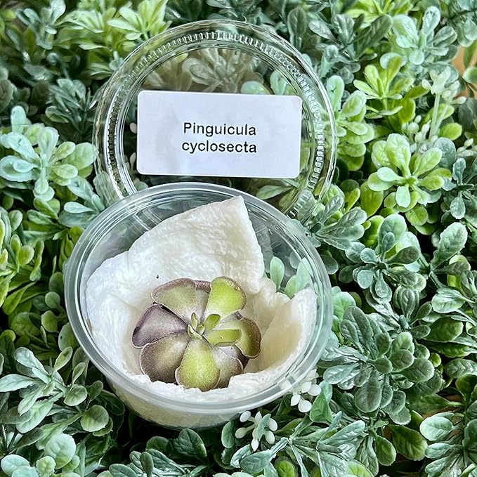 Live Pinguicula cyclosecta – Rare Violet-Toned Mexican Butterwort, Rosette-Forming Carnivorous Plant, Easy to Grow