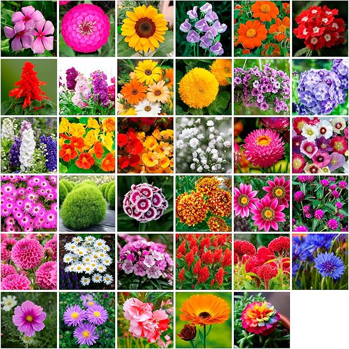 1700 + Mixed Combo Flower Seed Varieties for Your Home Garden, 35 Varieties Including Petunia, Zinnia, Sunflower Seeds and More, Attracts Pollinators, Non- GMO and Heirloom Seeds