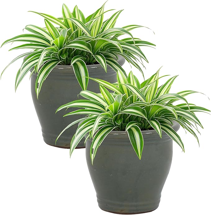 Sunnydaze Round Ceramic Planter - Set of 2 Indoor or Outdoor Plant Pots with Drainage Hole - Studio - 11" - Gray Glaze