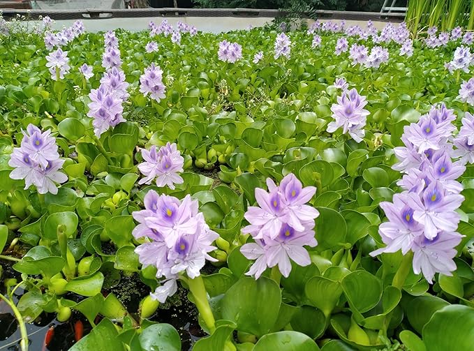5 Live Water Hyacinth Plants, Purple Flowers, Floating Aquatic Plants for Ponds and Water Gardens
