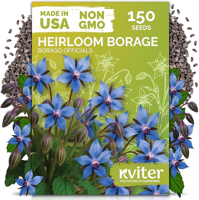 KVITER 150 Borage Seeds (Borago officinalis) - Blue Strawflower, Edible Flower for Teas, Attracts Pollinators - Organic & Heirloom Herb Seeds for Planting in Outdoor & Indoor Garden, Beds, Containers