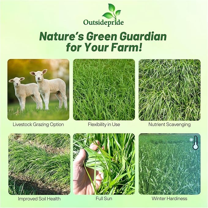 Outsidepride Ryegrass Seeds - 25 lb. Annual, Hardy & Fast-Growing, Cover Crop Seeds for Planting Glossy Dark Green Grass Leaves, Ideal for Hay Foraging, Pasture Grazing & Erosion Control