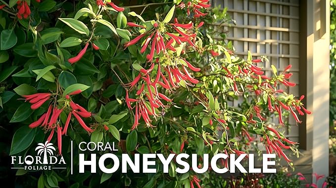Coral Honeysuckle | 3 Extra Large 3 Gallon Plants | Lonicera Sempervirens | Attracts Hummingbirds, Red Trumpet Flowers, Fast Growing Vines, Low Maintenance, Long Blooming Season, Garden Climbing Vine