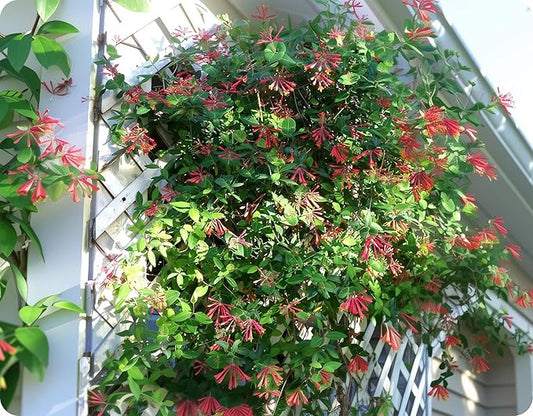 Coral Honeysuckle | 20 Live Plants | Lonicera Sempervirens | Attracts Hummingbirds, Red Trumpet Flowers, Fast Growing Vines, Low Maintenance, Long Blooming Season, Garden Climbing Vine