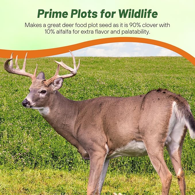 Outsidepride Perennial Clover King Seed Mix - 10 lbs Nitrocoated, Inoculated, Heat & Cold Tolerant, Alfalfa-Enhanced Food Plot Seeds for Deer & Wildlife, Ideal for Spring, Summer, & Winter Plots