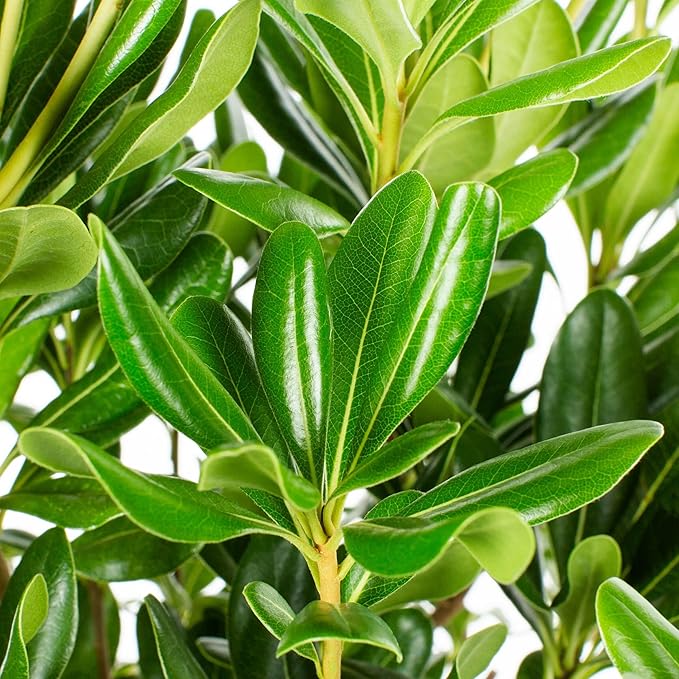 Compact Green Pittosporum | 20 Live Plants | Pittosporum Tobira | Beautiful Fragrant Flowering Low Maintenance Shrub