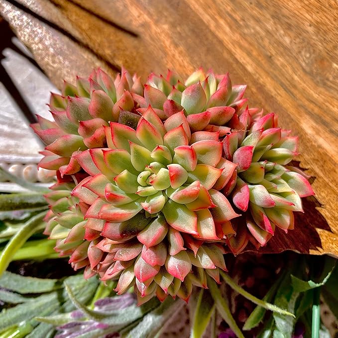 Echeveria Mebina Variegata Succulent Plants Live – Rare Variegated Succulent, Easy Care Bare Root Plant for Indoor Outdoor Home Decor