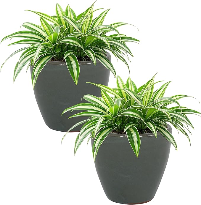 Sunnydaze Resort Round Ceramic Planter - Set of 2 Indoor or Outdoor Plant Pots with Drainage Hole - 8" - Gray Glaze