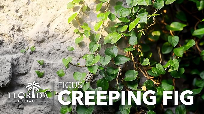 Creeping Fig Vine | 40 Live Plants | Ficus Pumila | Fast-Growing Ground Cover | Evergreen Climbing Vine for Walls & Trellises
