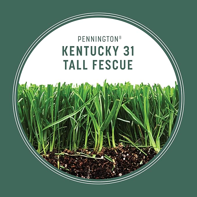 Pennington Kentucky 31 Tall Fescue Penkoted Grass Seed 3 lb