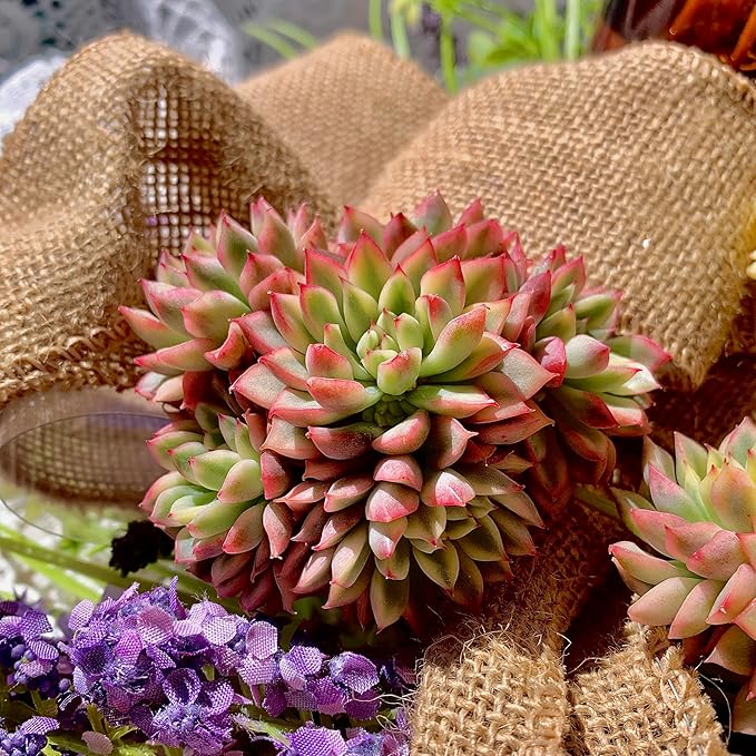 Echeveria Mebina Variegata Succulent Plants Live – Rare Variegated Succulent, Easy Care Bare Root Plant for Indoor Outdoor Home Decor
