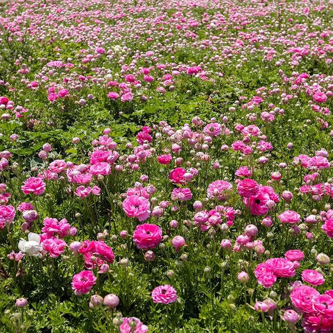 25 Ranunculus Bulbs for Fall Planting, Perennial Flowers Bulbs for Gardens, Vibrant Peony Buttercup Corms for Outdoor Borders (Pink Ranunculus Bulbs)